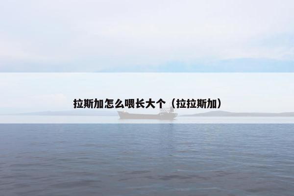 拉斯加怎么喂长大个（拉拉斯加）
