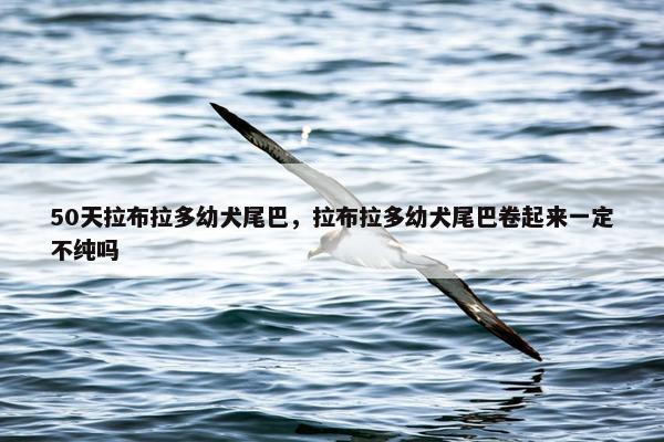 50天拉布拉多幼犬尾巴，拉布拉多幼犬尾巴卷起来一定不纯吗