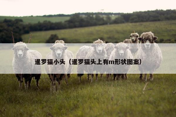 暹罗猫小头（暹罗猫头上有m形状图案）