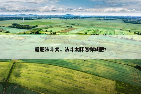 超肥法斗犬，法斗太胖怎样减肥?