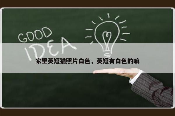 家里英短猫照片白色，英短有白色的嘛