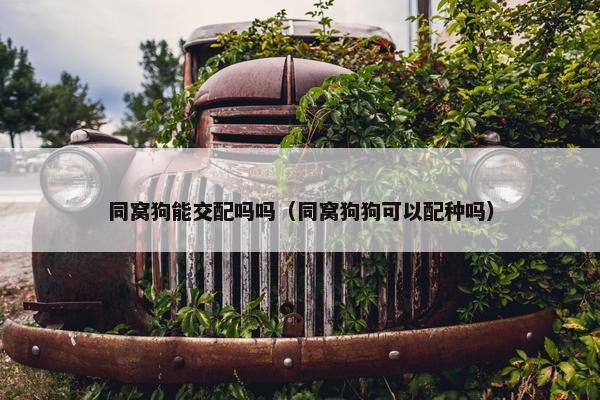 同窝狗能交配吗吗（同窝狗狗可以配种吗）