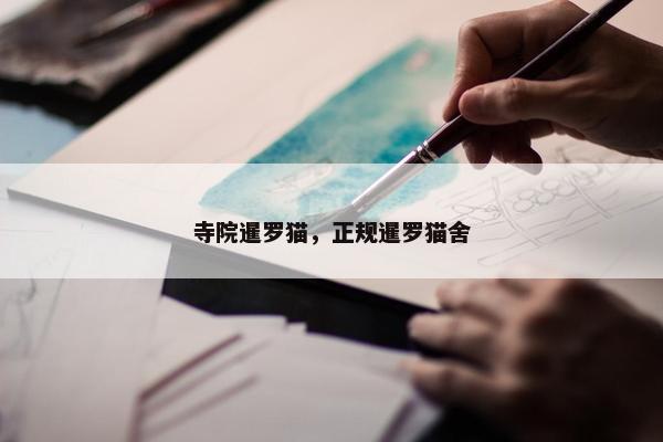 寺院暹罗猫，正规暹罗猫舍