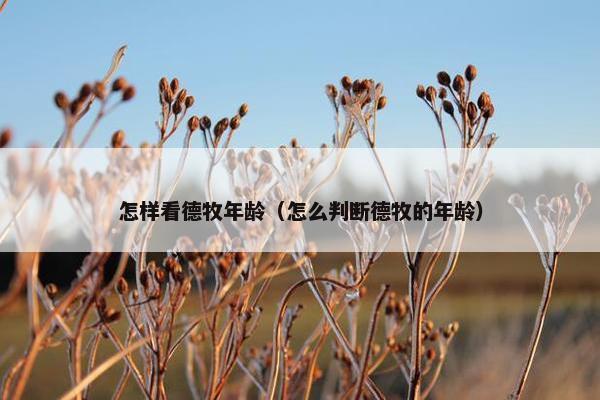 怎样看德牧年龄（怎么判断德牧的年龄）