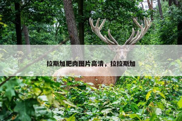 拉斯加肥肉图片高清，拉拉斯加