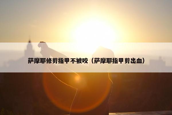 萨摩耶修剪指甲不被咬（萨摩耶指甲剪出血）