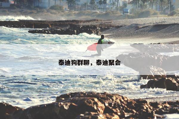 泰迪狗群聊，泰迪聚会