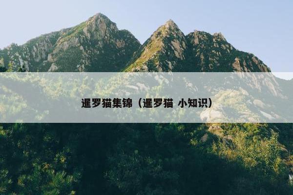 暹罗猫集锦（暹罗猫 小知识）