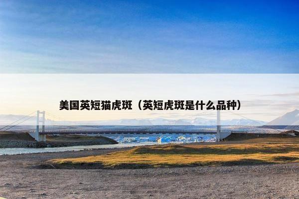美国英短猫虎斑（英短虎斑是什么品种）