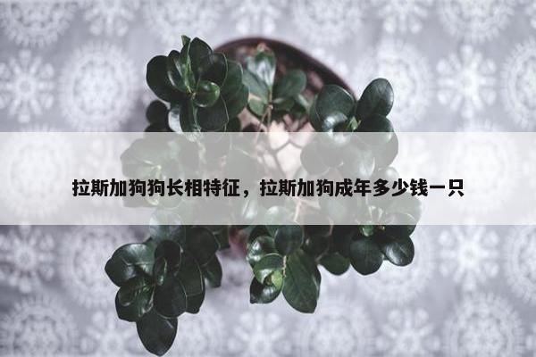 拉斯加狗狗长相特征，拉斯加狗成年多少钱一只