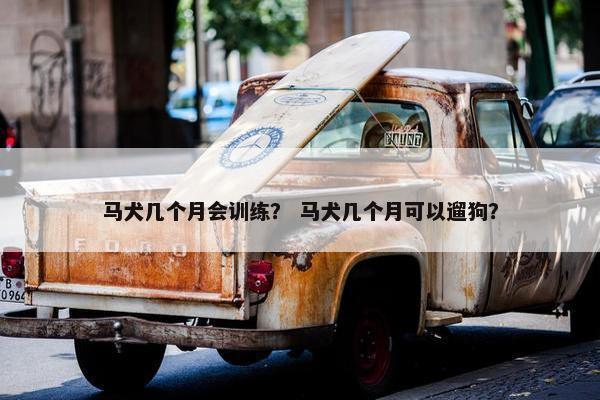 马犬几个月会训练？ 马犬几个月可以遛狗？
