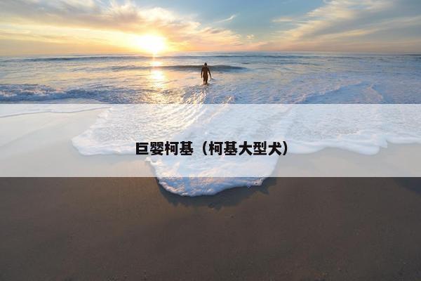 巨婴柯基（柯基大型犬）