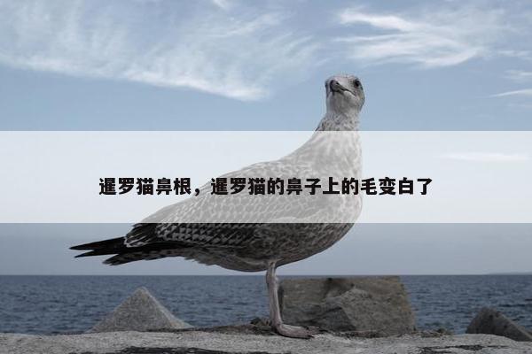 暹罗猫鼻根，暹罗猫的鼻子上的毛变白了