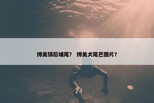 博美镇后埔尾？ 博美犬尾巴图片？