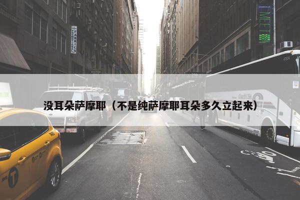 没耳朵萨摩耶（不是纯萨摩耶耳朵多久立起来）