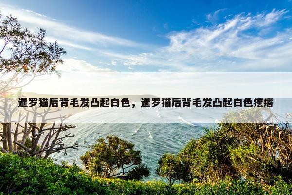 暹罗猫后背毛发凸起白色，暹罗猫后背毛发凸起白色疙瘩