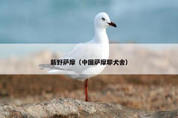 新野萨摩（中国萨摩耶犬舍）