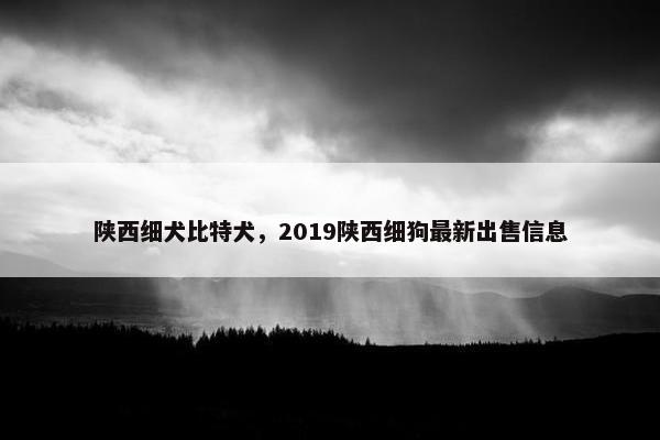 陕西细犬比特犬，2019陕西细狗最新出售信息