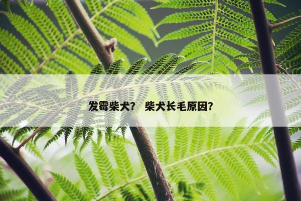 发霉柴犬？ 柴犬长毛原因？