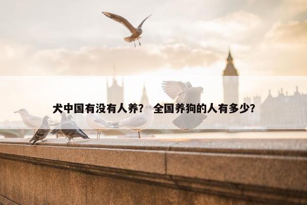 犬中国有没有人养？ 全国养狗的人有多少？