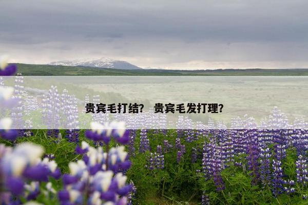 贵宾毛打结？ 贵宾毛发打理？