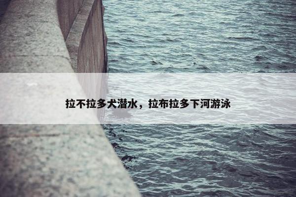 拉不拉多犬潜水，拉布拉多下河游泳