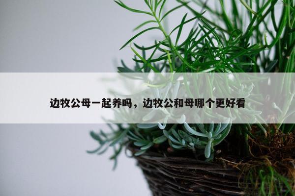 边牧公母一起养吗，边牧公和母哪个更好看