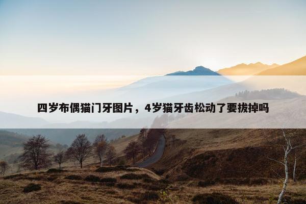 四岁布偶猫门牙图片，4岁猫牙齿松动了要拔掉吗