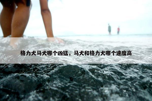 格力犬马犬哪个凶猛，马犬和格力犬哪个速度高