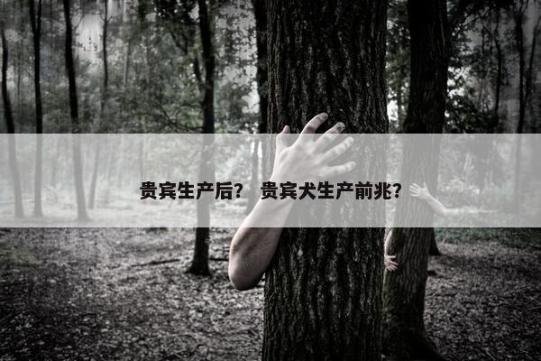 贵宾生产后？ 贵宾犬生产前兆？