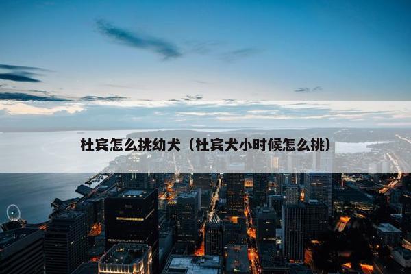 杜宾怎么挑幼犬（杜宾犬小时候怎么挑）