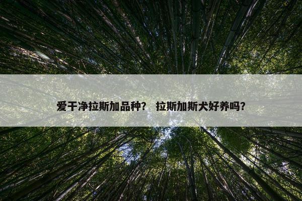 爱干净拉斯加品种？ 拉斯加斯犬好养吗？