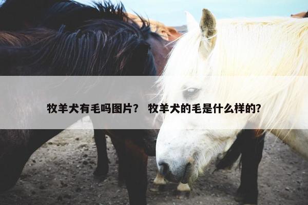 牧羊犬有毛吗图片？ 牧羊犬的毛是什么样的？