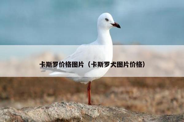 卡斯罗价格图片（卡斯罗犬图片价格）
