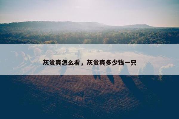 灰贵宾怎么看，灰贵宾多少钱一只