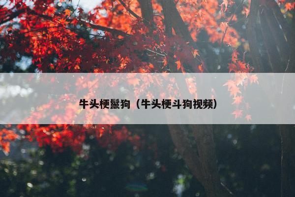 牛头梗鬣狗（牛头梗斗狗视频）