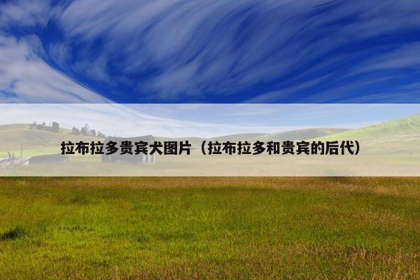 拉布拉多贵宾犬图片（拉布拉多和贵宾的后代）