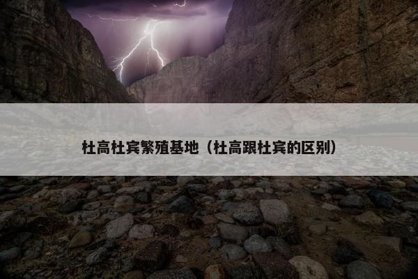 杜高杜宾繁殖基地（杜高跟杜宾的区别）