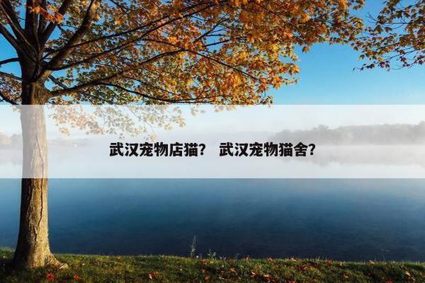 武汉宠物店猫？ 武汉宠物猫舍？