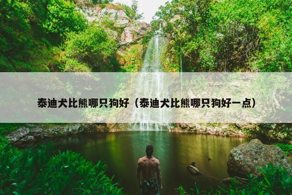 泰迪犬比熊哪只狗好（泰迪犬比熊哪只狗好一点）