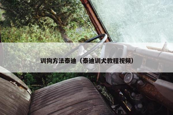 训狗方法泰迪（泰迪训犬教程视频）