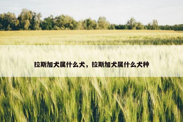 拉斯加犬属什么犬，拉斯加犬属什么犬种