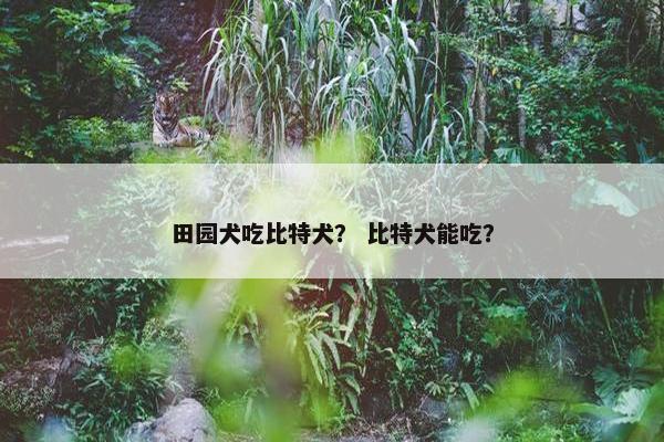 田园犬吃比特犬？ 比特犬能吃？