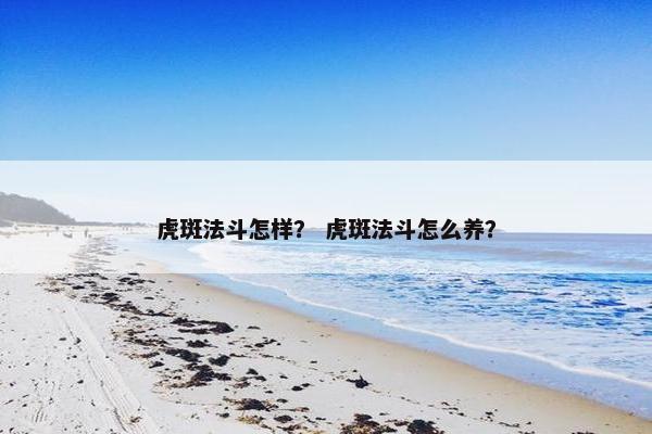 虎斑法斗怎样？ 虎斑法斗怎么养？