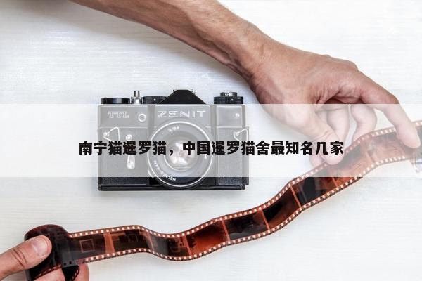 南宁猫暹罗猫，中国暹罗猫舍最知名几家