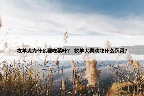 牧羊犬为什么要吃菜叶？ 牧羊犬喜欢吃什么蔬菜？