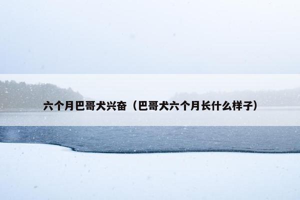 六个月巴哥犬兴奋（巴哥犬六个月长什么样子）