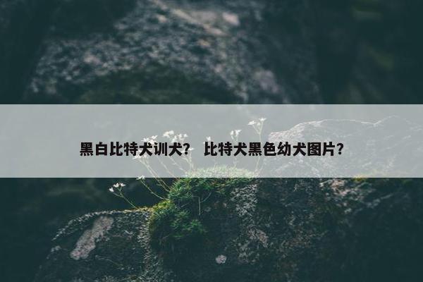 黑白比特犬训犬？ 比特犬黑色幼犬图片？