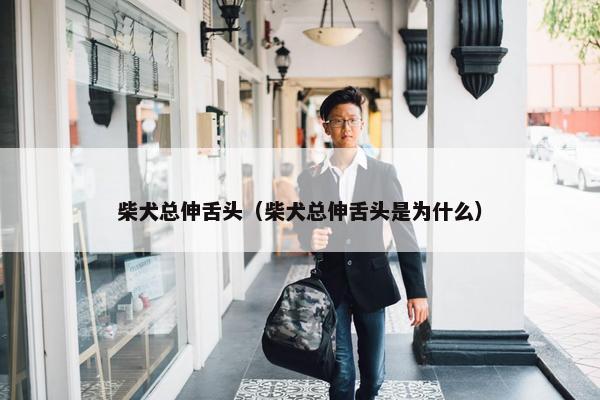 柴犬总伸舌头（柴犬总伸舌头是为什么）