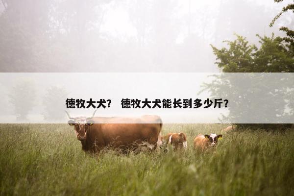 德牧大犬？ 德牧大犬能长到多少斤？